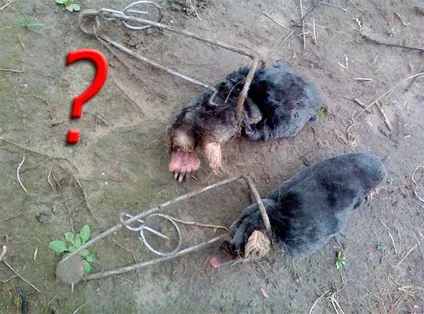 Як позбавиться від кротів на садовій ділянці
