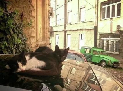 Як люблять українських особистий досвід (люблять) Як люблять українських особистий досвід