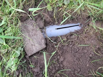 Як позбавиться від кротів на садовій ділянці
