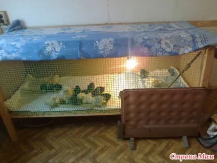 Як ми вирощуємо курчат