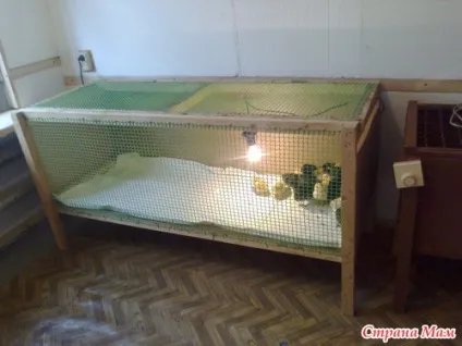 Як ми вирощуємо курчат