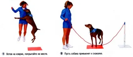 Як навчити собаку стрибати через скакалку (собаку) Як навчити собаку стрибати через скакалку
