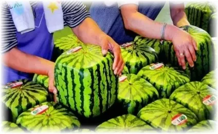 Як можна вирощувати незвичайні квадратні кавуни (квадратні) Як можна вирощувати незвичайні квадратні кавуни