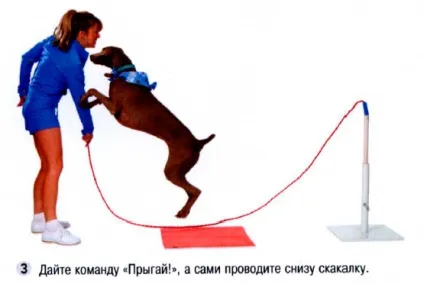 Як навчити собаку стрибати через скакалку (собаку) Як навчити собаку стрибати через скакалку
