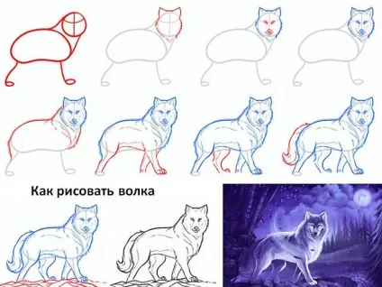 Як намалювати вовчицю олівцем поетапно (вовчицю) Як намалювати вовчицю олівцем поетапно
