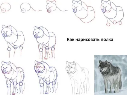 Як намалювати вовчицю олівцем поетапно (вовчицю) Як намалювати вовчицю олівцем поетапно