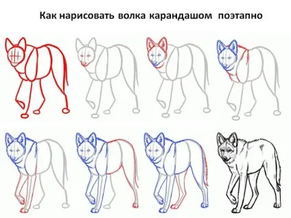 Як намалювати вовчицю олівцем поетапно (поетапно) Як намалювати вовчицю олівцем поетапно