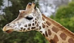 Як називається найбільший в світі алмаз, що важив 621, 2 грами