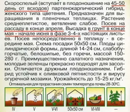 Як визначити терміни посадки розсади (город і сад) Як визначити терміни посадки розсади