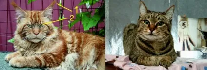 Як відрізнити мейн куна від звичайного кота, метиса і сибірської, все про породу мейн кун (кота) Як відрізнити мейн куна від звичайного кота, метиса і сибірської, все про породу мейн кун