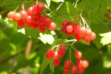 Як парити калину - покрокове приготування страви, справжній рецепт, фото - кулінарні рецепти (як парити калину) Як парити калину - покрокове приготування страви, справжній рецепт, фото - кулінарні рецепти