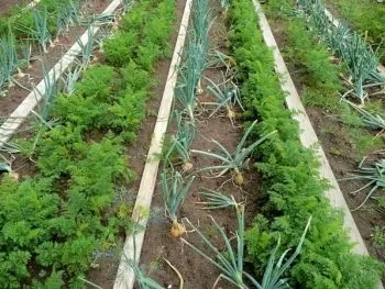 Як сіяти моркву, щоб не проріджувати з піском, манкою, на папері