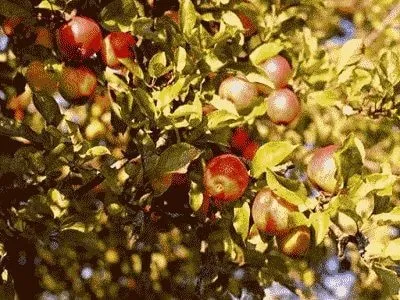 Як зробити яблучний сидр в домашніх умовах (домашніх) Як зробити яблучний сидр в домашніх умовах