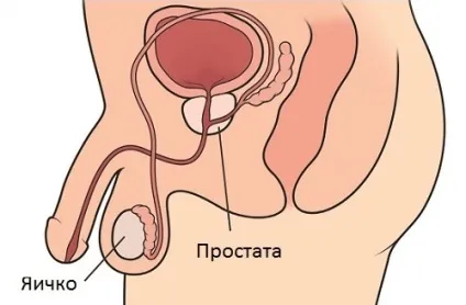 Як зняти біль при простатиті ліки і народні засоби (біль) Як зняти біль при простатиті ліки і народні засоби