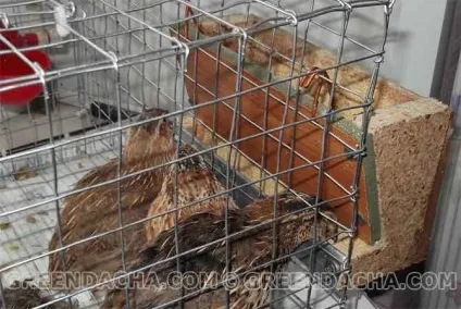 Як зробити просту бункерну годівницю для перепелів за годину (зробити) Як зробити просту бункерну годівницю для перепелів за годину