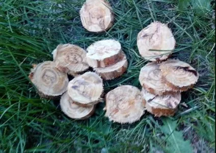 Як зробити вугілля для кальяну самому (зробити) Як зробити вугілля для кальяну самому