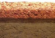 Як правильно використовувати курячий послід - секрети садівників (послід) Як правильно використовувати курячий послід - секрети садівників