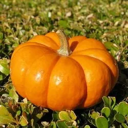 Як правильно зібрати урожай гарбуза agroxxi