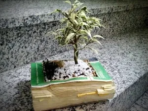 Як правильно пересадити кімнатну квітку (квітка) Як правильно пересадити кімнатну квітку