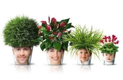 Як правильно пересадити кімнатну квітку (пересадити) Як правильно пересадити кімнатну квітку