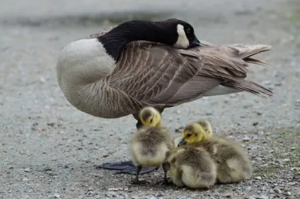 Як правильно вирощувати гусенят