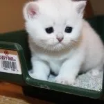 Як приручити кота до лотка (кота ходити лоток) Як приручити кота до лотка