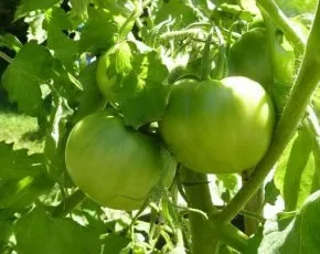 Як застосовувати яєчну шкаралупу на городі, про100огород (яєчну) Як застосовувати яєчну шкаралупу на городі, про100огород