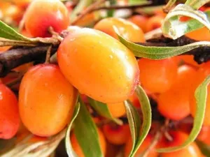 Як приймати масло обліпихи при гастриті (обліпихи) Як приймати масло обліпихи при гастриті