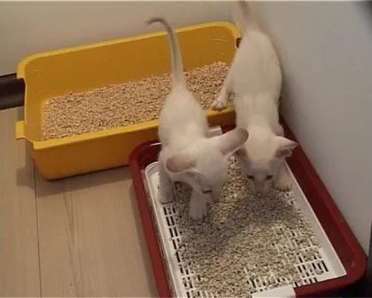 Як приручити кота до лотка (кота) Як приручити кота до лотка