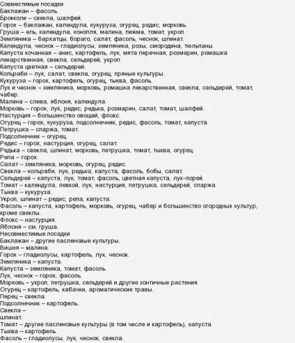 Як розташувати рослини на грядках яке сусідство корисно, а яке немає