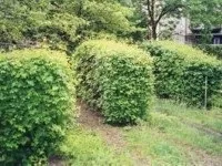 Як садити живопліт - роботи в саду - наші поради (огорож можна використовувати) Як садити живопліт - роботи в саду - наші поради