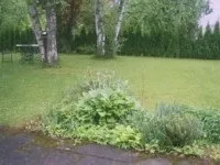 Як садити живопліт - роботи в саду - наші поради (огорож можна використовувати) Як садити живопліт - роботи в саду - наші поради