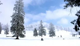 Як малювати дерева маслом (масло) Як малювати дерева маслом