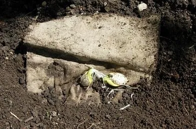 Як садити гарбуз насінням (гарбуз посадка) Як садити гарбуз насінням