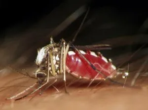 Як стати менш привабливим для комарів (комарів) Як стати менш привабливим для комарів