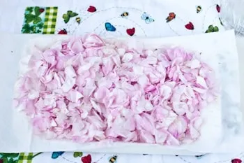 Як сушити пелюстки троянди - рецепт з покроковими фото (заготовки) Як сушити пелюстки троянди - рецепт з покроковими фото