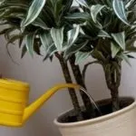 Як укоренити драцену в домашніх умовах (домашніх) Як укоренити драцену в домашніх умовах
