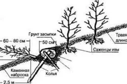 Як зміцнити берег ставка способи (берег) Як зміцнити берег ставка способи