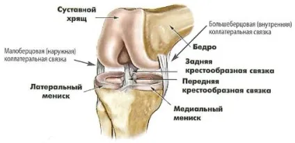 Як зміцнити зв'язки колінного суглоба ефективні способи (колінного) Як зміцнити зв'язки колінного суглоба ефективні способи