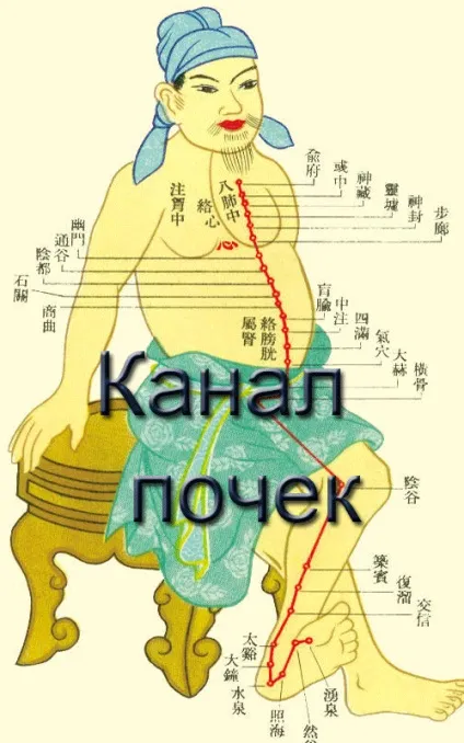 Як зміцнити канал нирок за 5 хвилин в день, східна медицина, омолодження і довголіття (зміцнити) Як зміцнити канал нирок за 5 хвилин в день, східна медицина, омолодження і довголіття