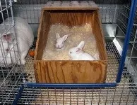 Як вигодувати кроленят без кролиці (вигодувати) Як вигодувати кроленят без кролиці