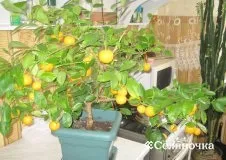 Як виростити мандарин з кісточки в домашніх умовах - Селяночка - портал для фермерів, сільське (виростити) Як виростити мандарин з кісточки в домашніх умовах - Селяночка - портал для фермерів, сільське