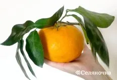 Як виростити мандарин з кісточки в домашніх умовах - Селяночка - портал для фермерів, сільське (виростити мандарин домашніх) Як виростити мандарин з кісточки в домашніх умовах - Селяночка - портал для фермерів, сільське
