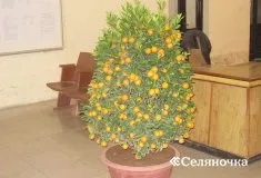 Як виростити мандарин з кісточки в домашніх умовах - Селяночка - портал для фермерів, сільське (рослини) Як виростити мандарин з кісточки в домашніх умовах - Селяночка - портал для фермерів, сільське