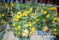 Як виростити мандарин з кісточки в домашніх умовах - Селяночка - портал для фермерів, сільське (квіткові) Як виростити мандарин з кісточки в домашніх умовах - Селяночка - портал для фермерів, сільське