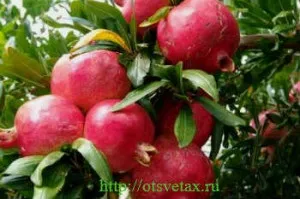 Як виростити кімнатний гранат з насіння (гранат) Як виростити кімнатний гранат з насіння