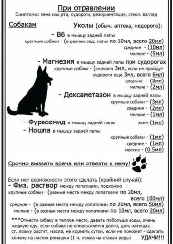 Як викликати блювоту у собаки при отруєнні та інших випадках (викликати) Як викликати блювоту у собаки при отруєнні та інших випадках