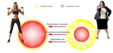 Як відновити, поліпшити обмін речовин в організмі (організмі) Як відновити, поліпшити обмін речовин в організмі