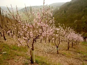 Карликові дерева для саду породи, плюси і мінуси вирощування, посадка, догляд, побілка і внесення