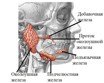 Камені слинних залоз